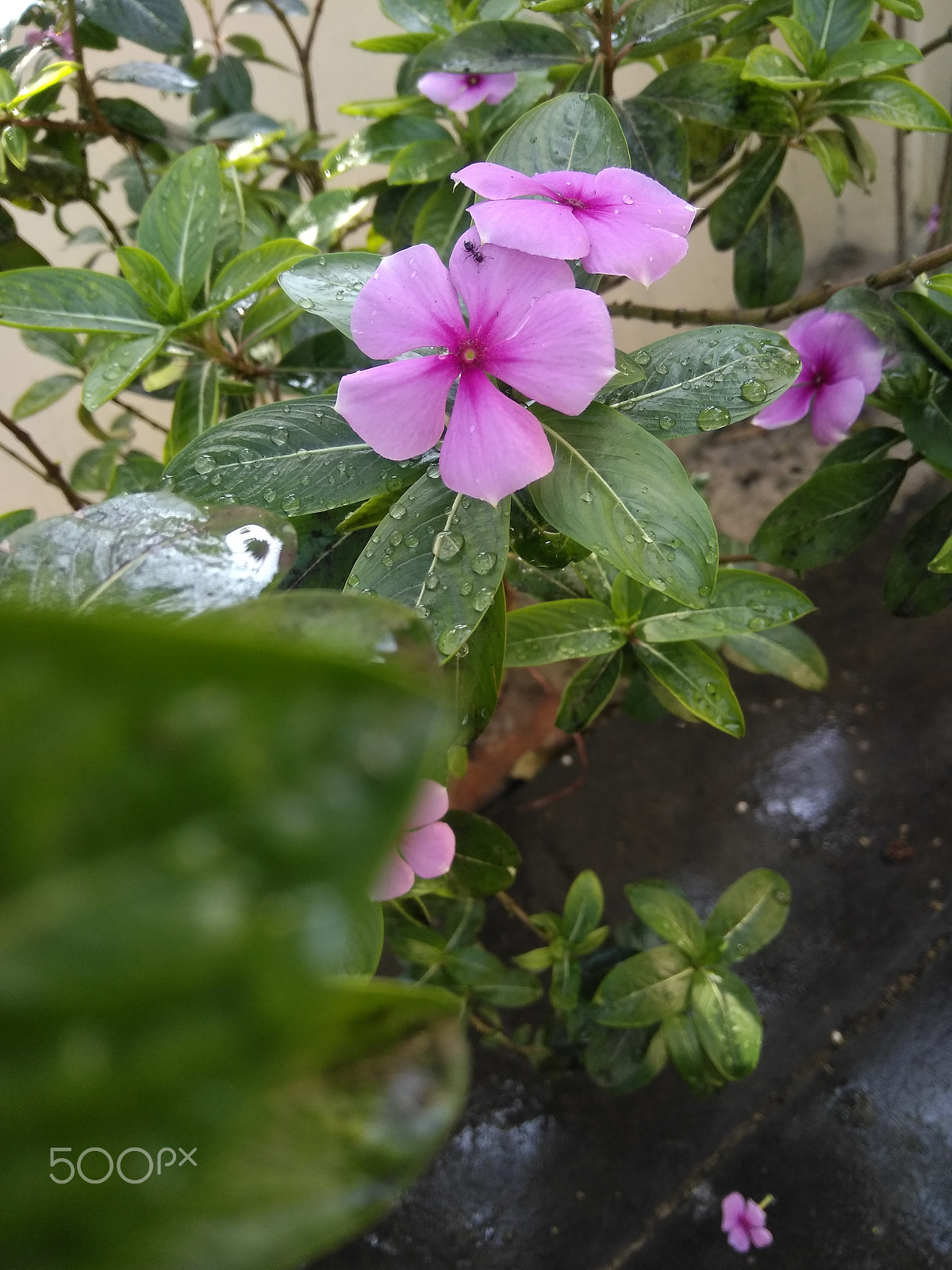 LeMobile Le X526 sample photo. Pink rose in green leaves.[beauty of nature] photography