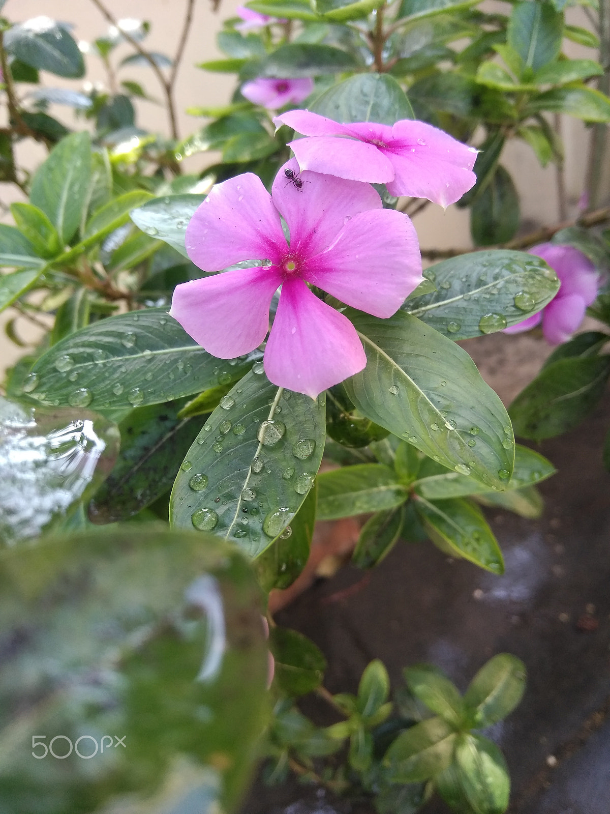 LeMobile Le X526 sample photo. Pink rose in green leaves.[beauty of nature] photography