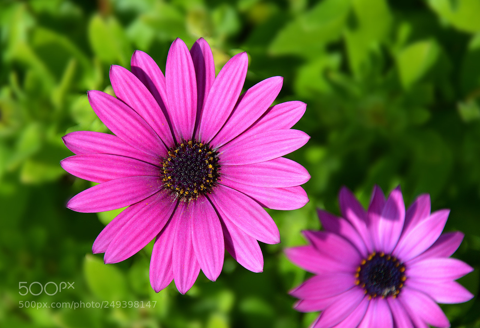 Nikon D5200 sample photo. Маргаритка photography