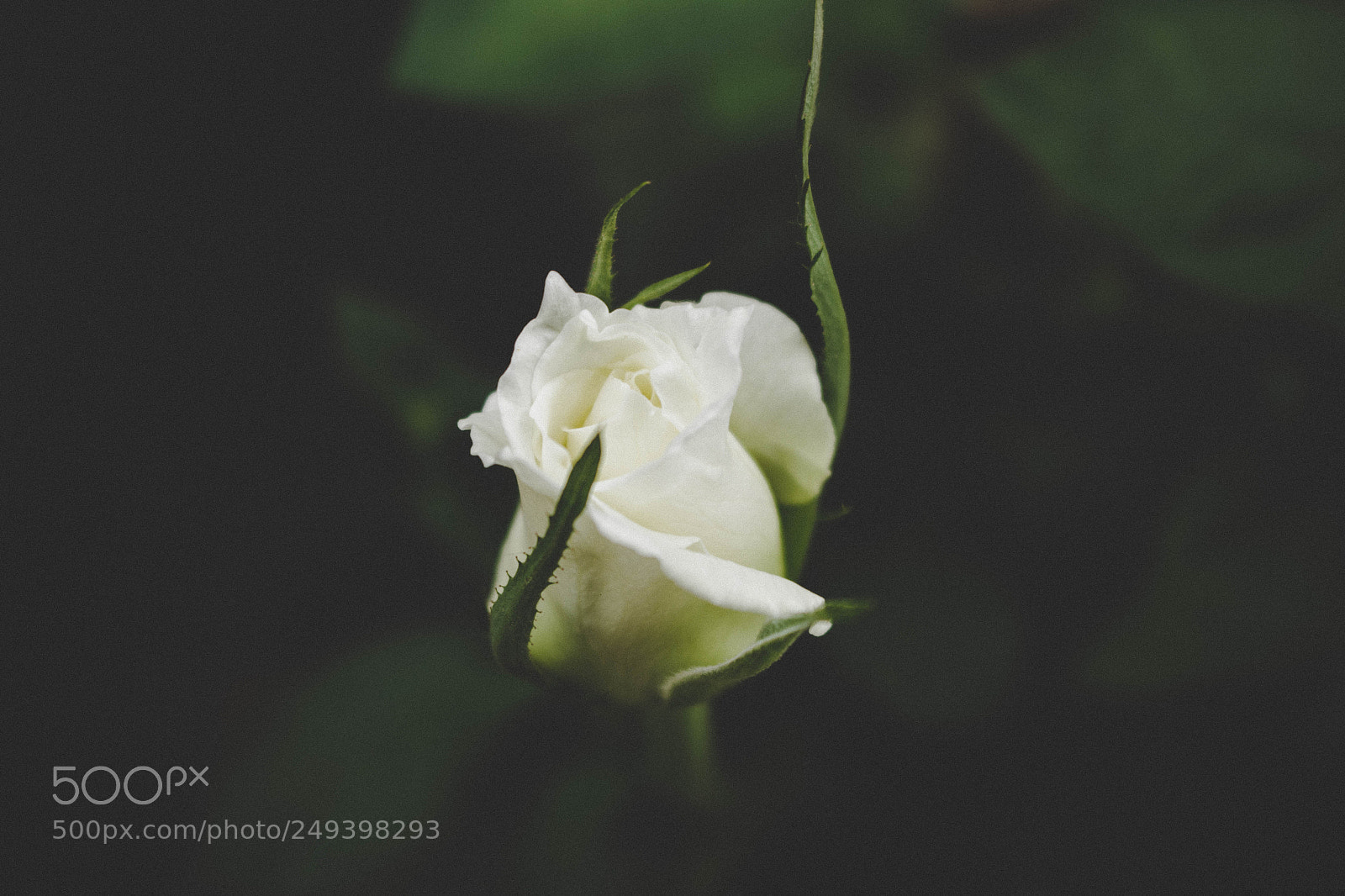 Canon EOS 700D (EOS Rebel T5i / EOS Kiss X7i) sample photo. White flower photography