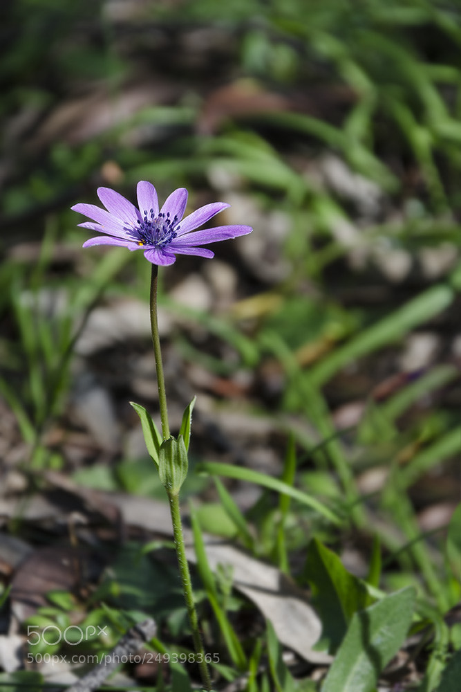 Nikon D7000 sample photo. Anemone photography