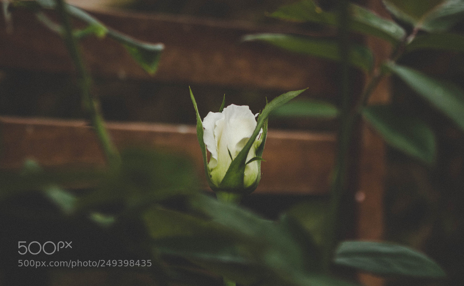Canon EOS 700D (EOS Rebel T5i / EOS Kiss X7i) sample photo. Untitled photography