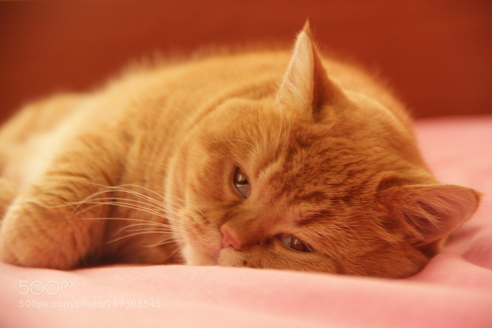 Canon EF-S 18-135mm F3.5-5.6 IS sample photo. Can't resist falling asleep photography