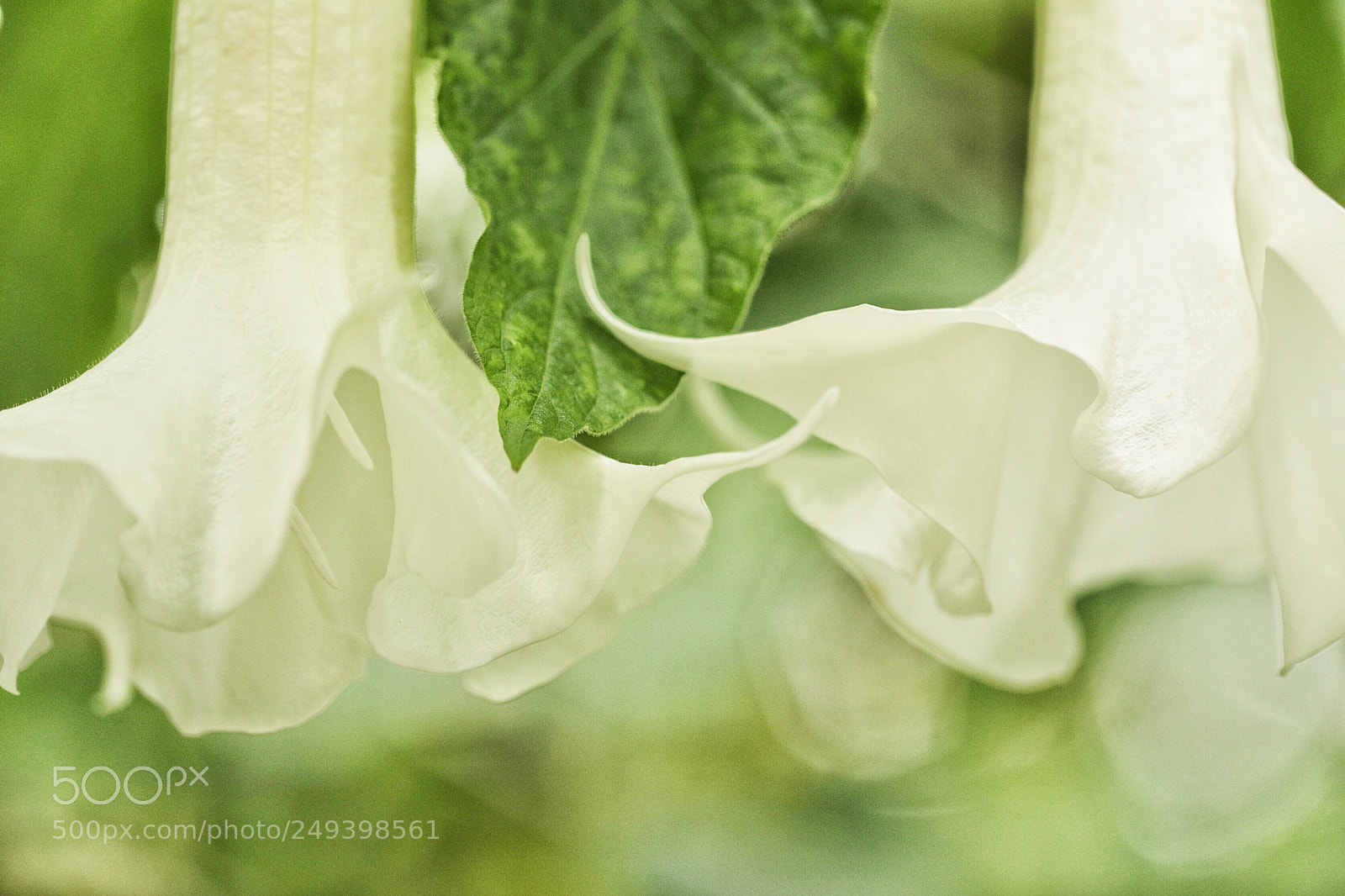 Canon EOS 5D Mark IV sample photo. Untitled photography