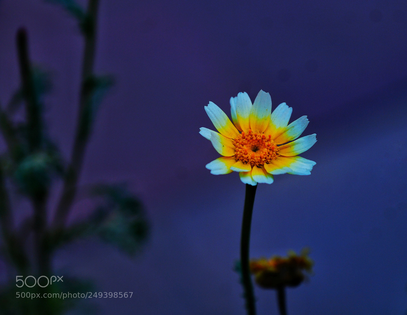 Sony SLT-A58 sample photo. Untitled photography