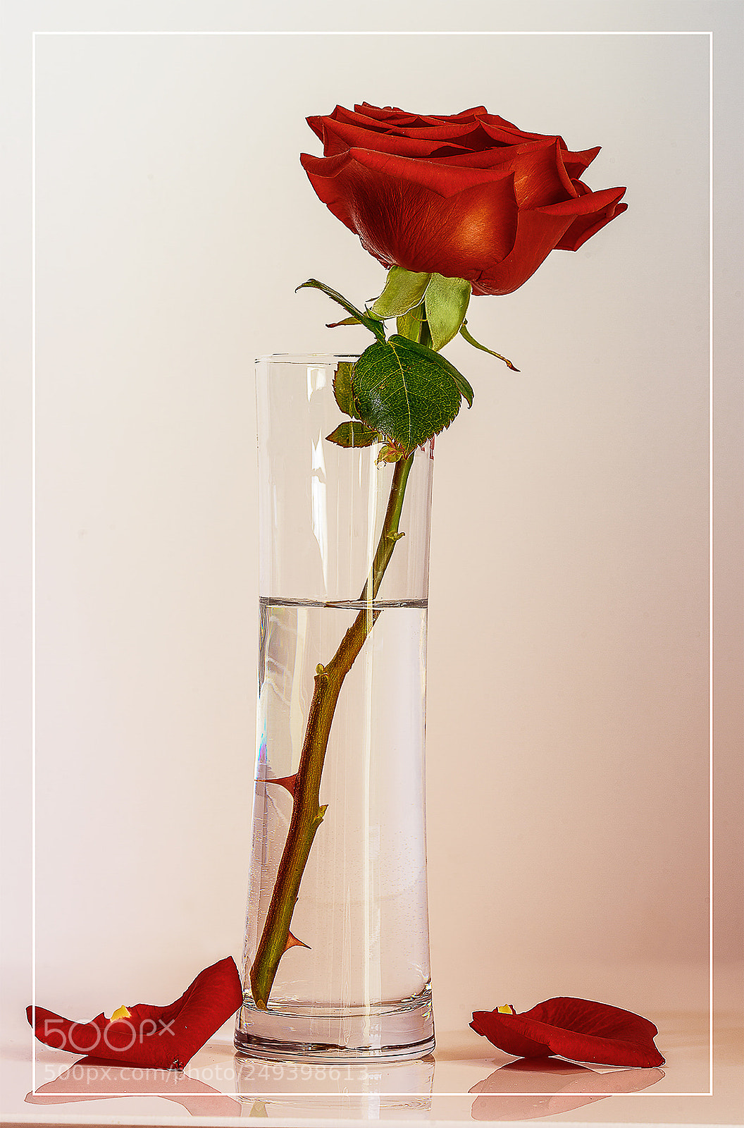 Nikon D800 sample photo. ++ red rose ++ photography