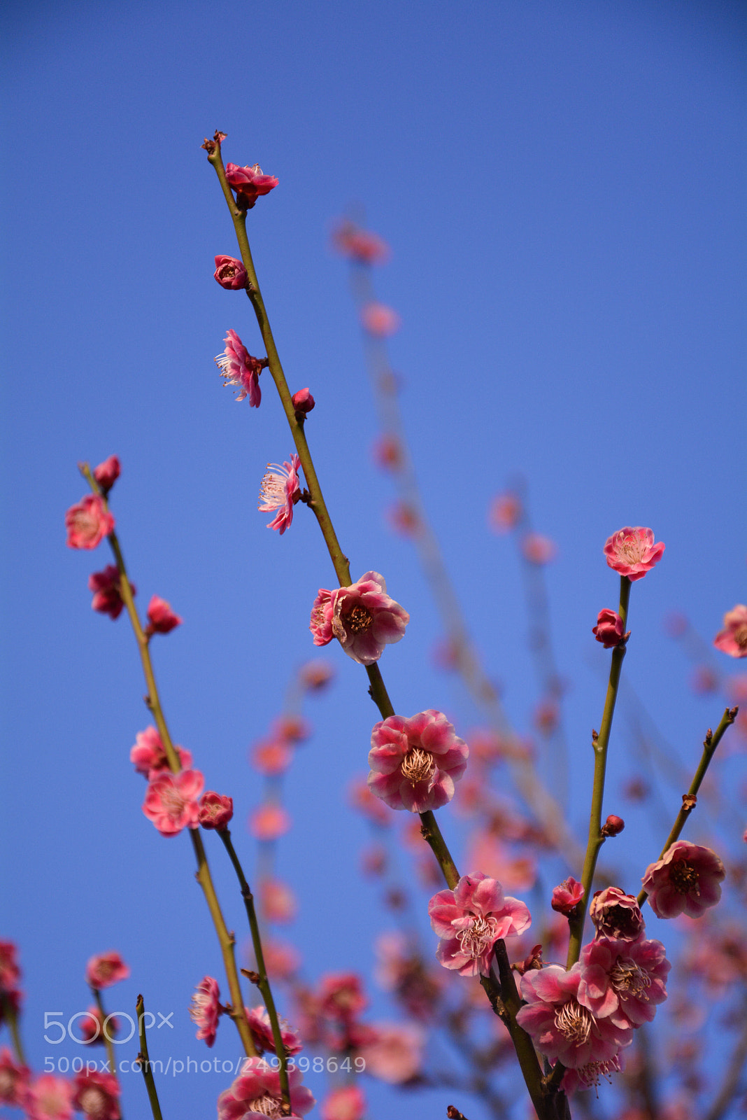 Nikon D5200 sample photo. Plum blossom 3 photography
