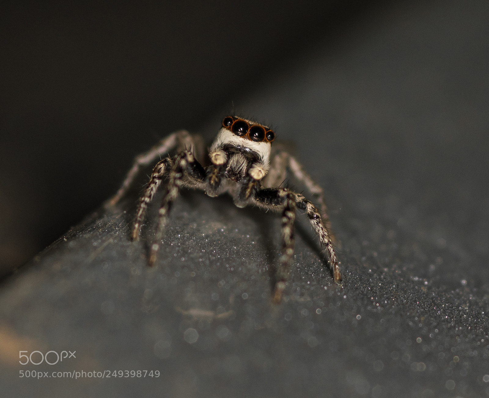 Nikon D5500 sample photo. Jumping spider photography
