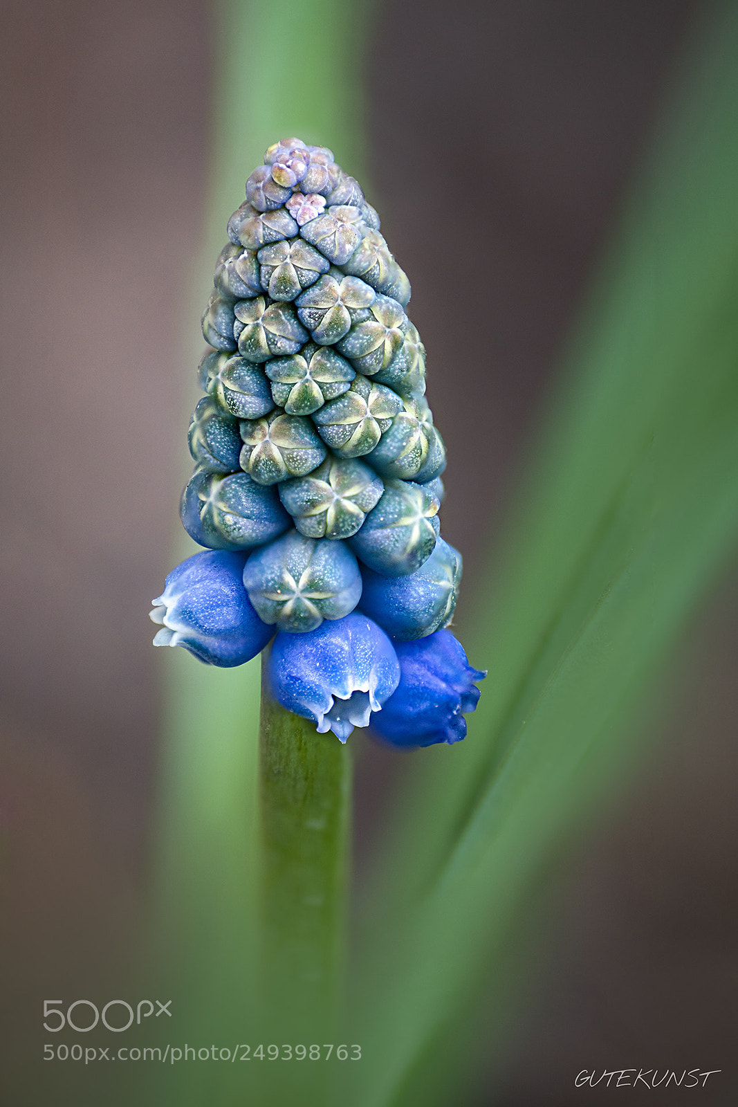 Sony ILCA-77M2 sample photo. Grape hyacinth photography
