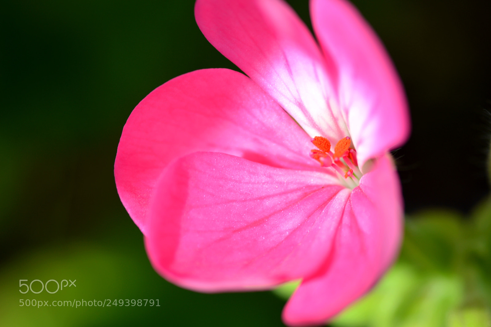Nikon D3200 sample photo. Natural    geranio   macro photography