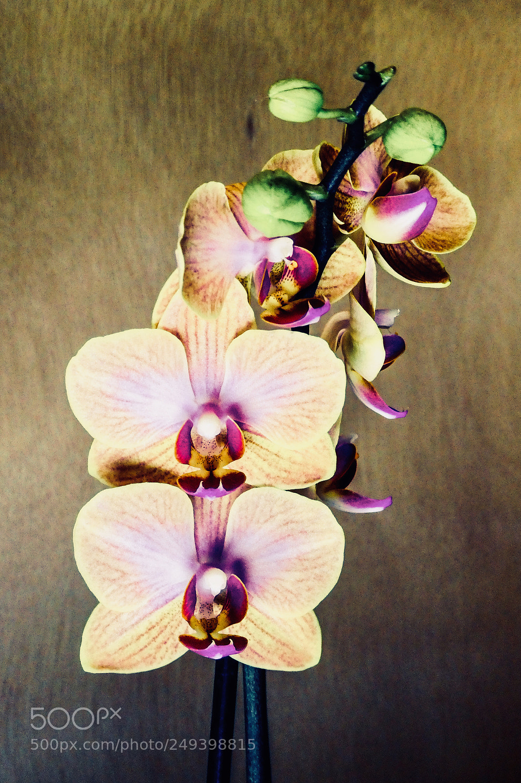 Panasonic Lumix DC-ZS70 (Lumix DC-TZ90) sample photo. Orchid photography