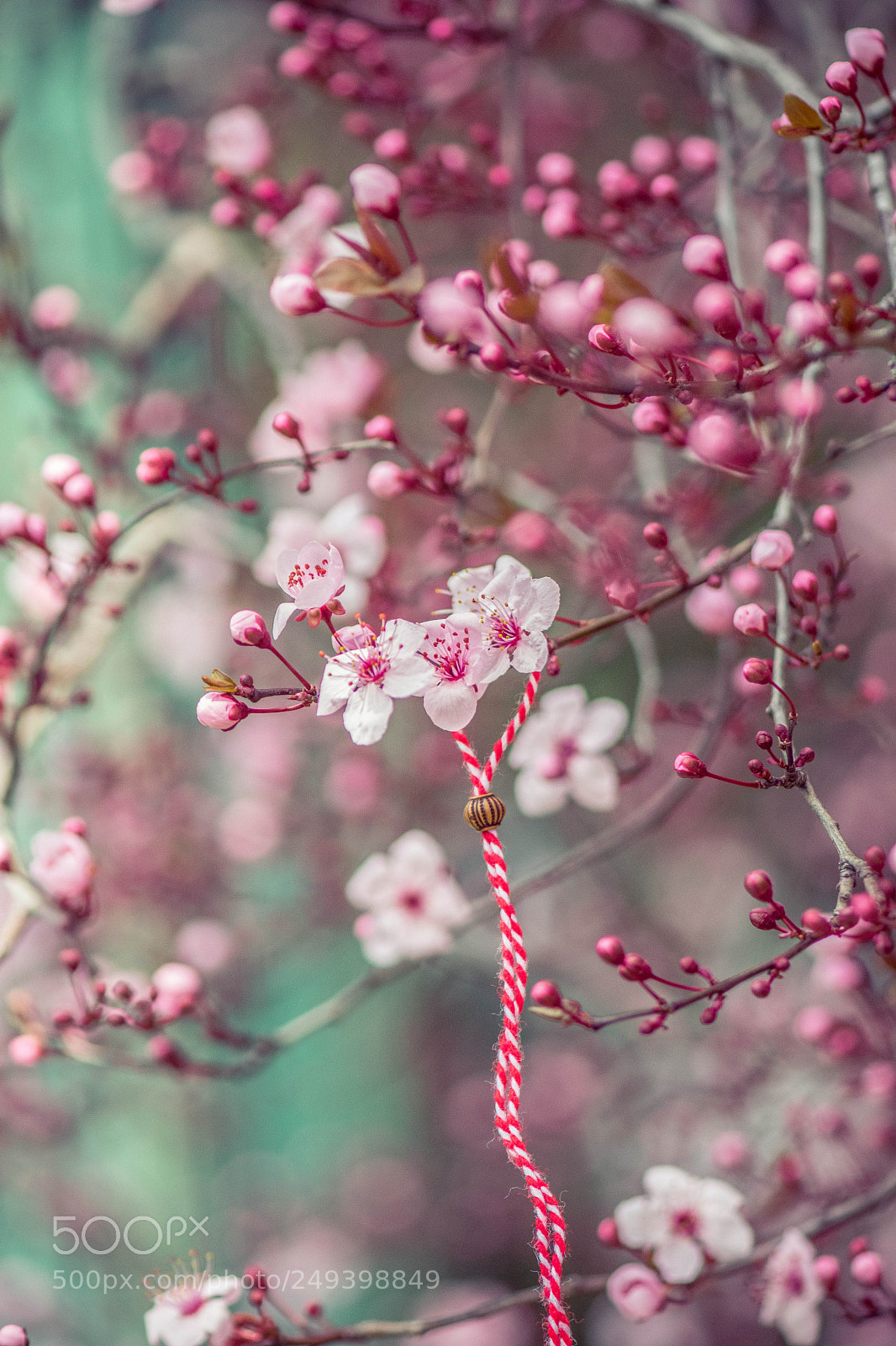 Nikon D5300 sample photo. Spring photography