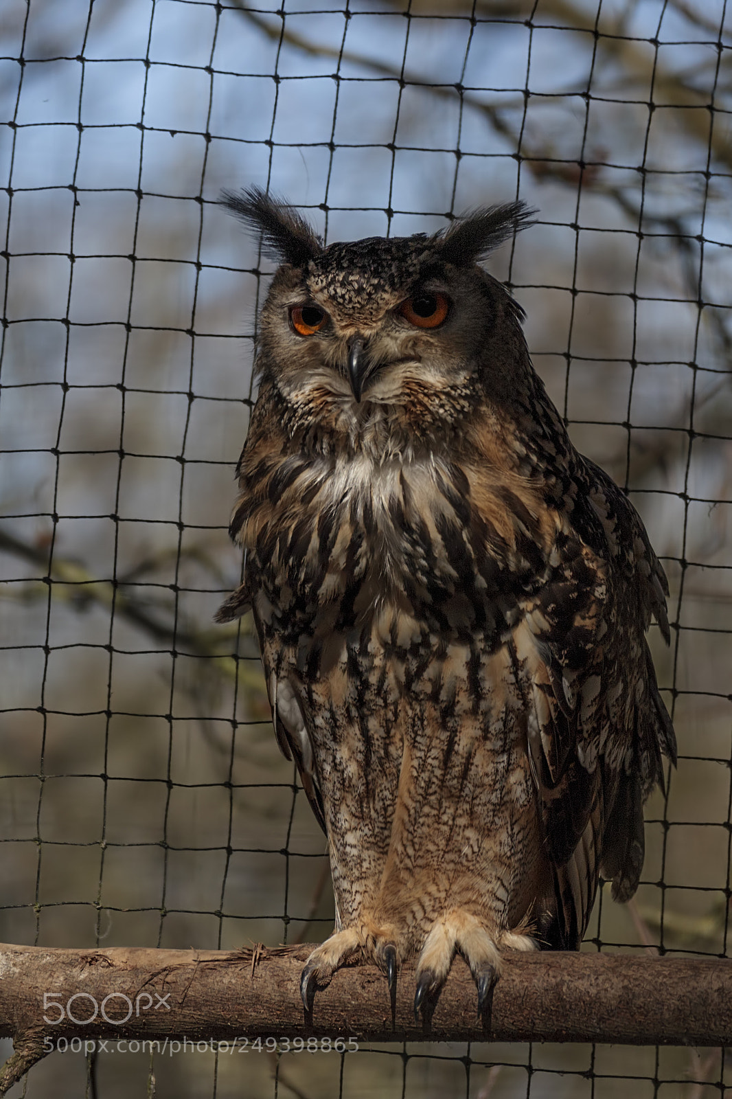 Canon EOS M10 sample photo. Rock eagle owl photography