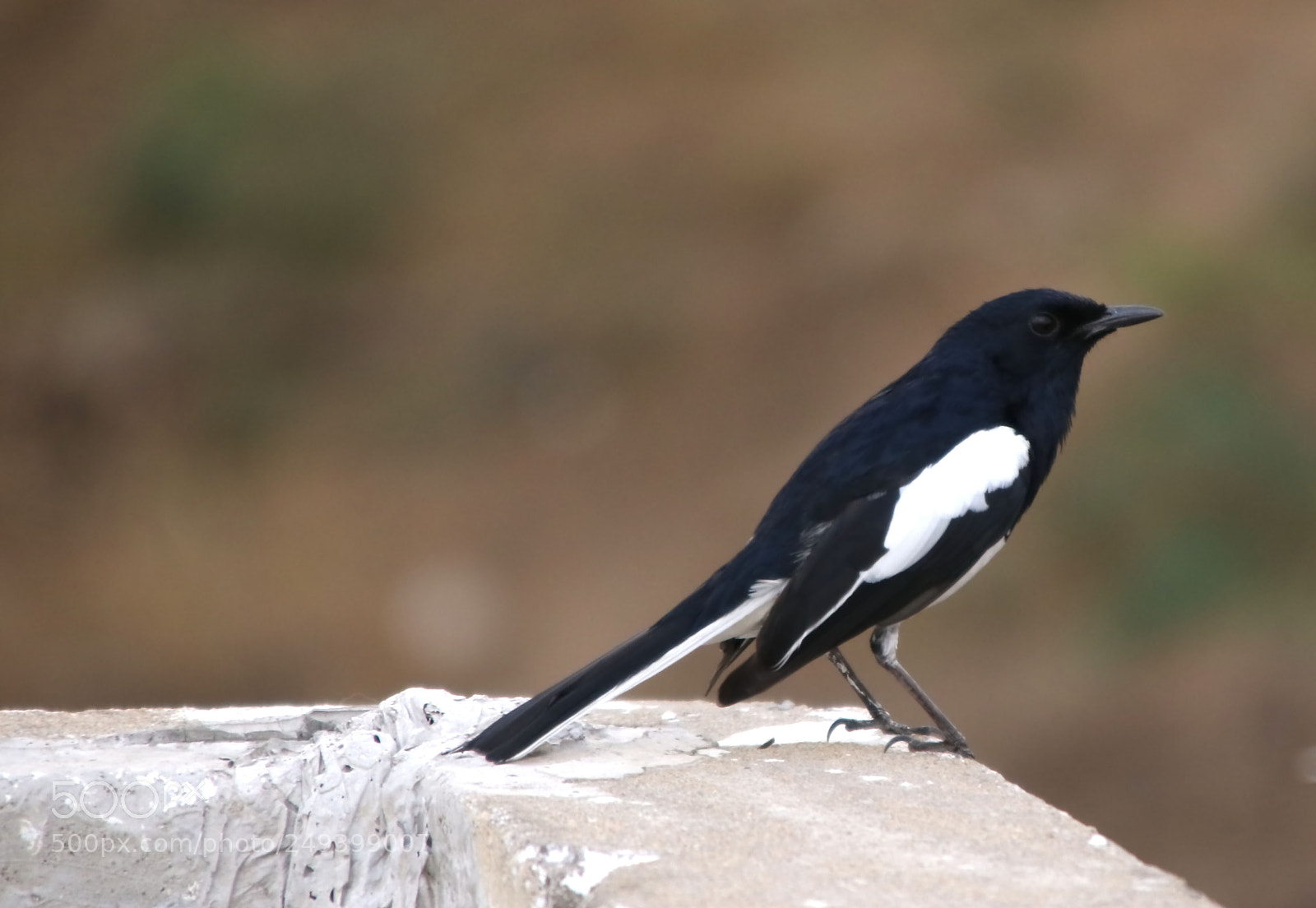 Canon EOS 80D sample photo. Singing bird photography