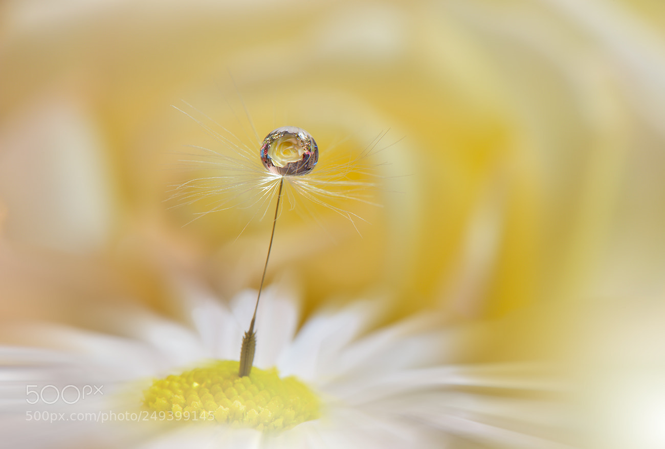Nikon D810 sample photo. Pearl in the crown.. photography