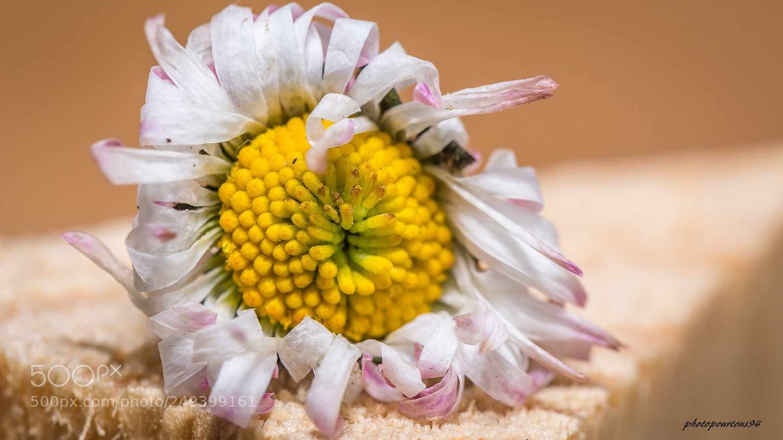 Nikon D7100 sample photo. Paquerette fane photography
