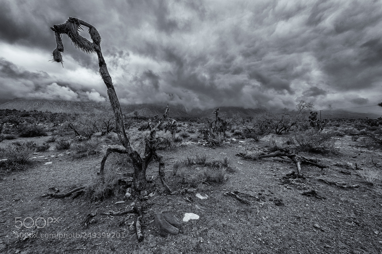 Sony a7 sample photo. Dead trees in the photography