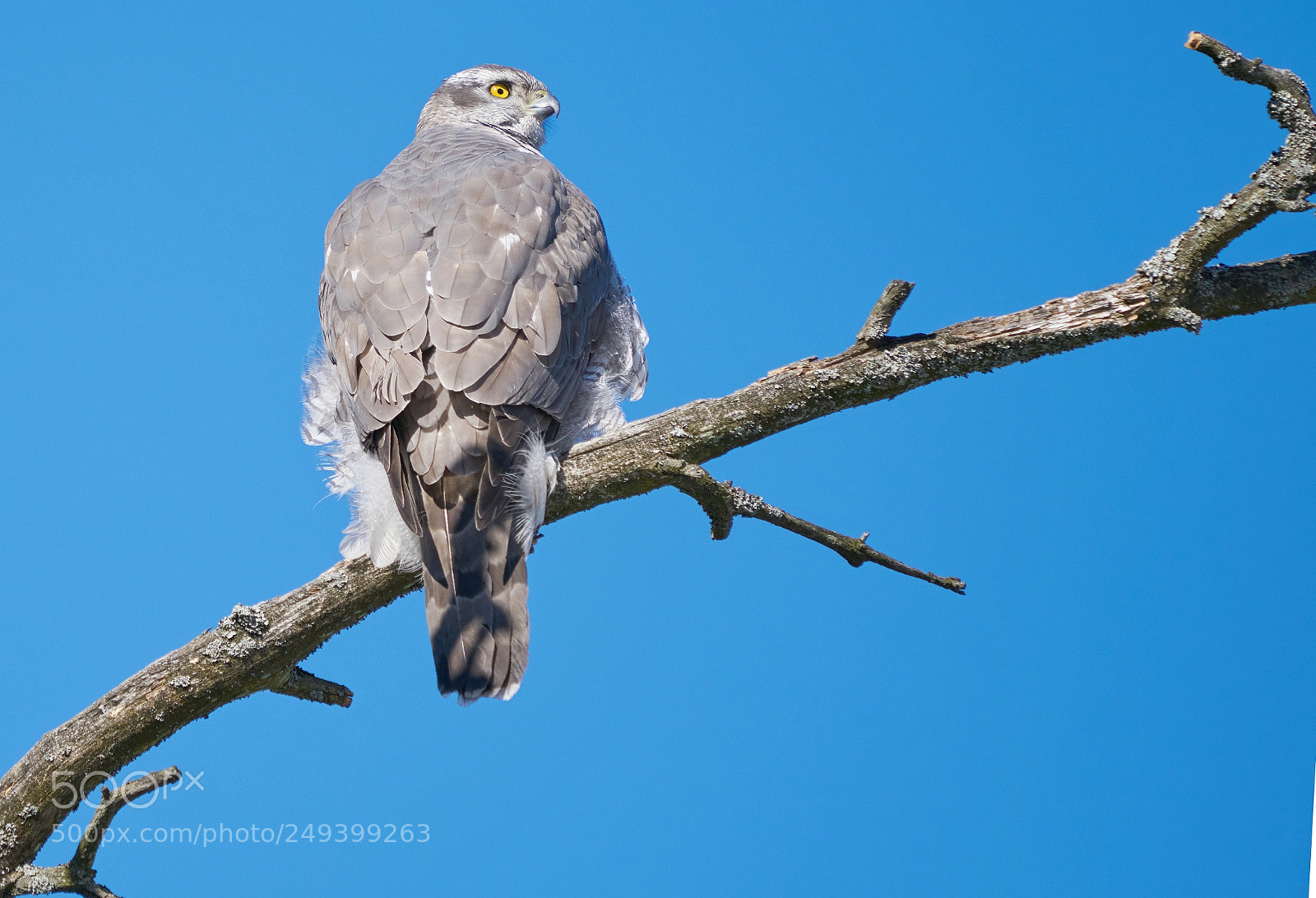 Sony a7R II sample photo. Goshawk photography