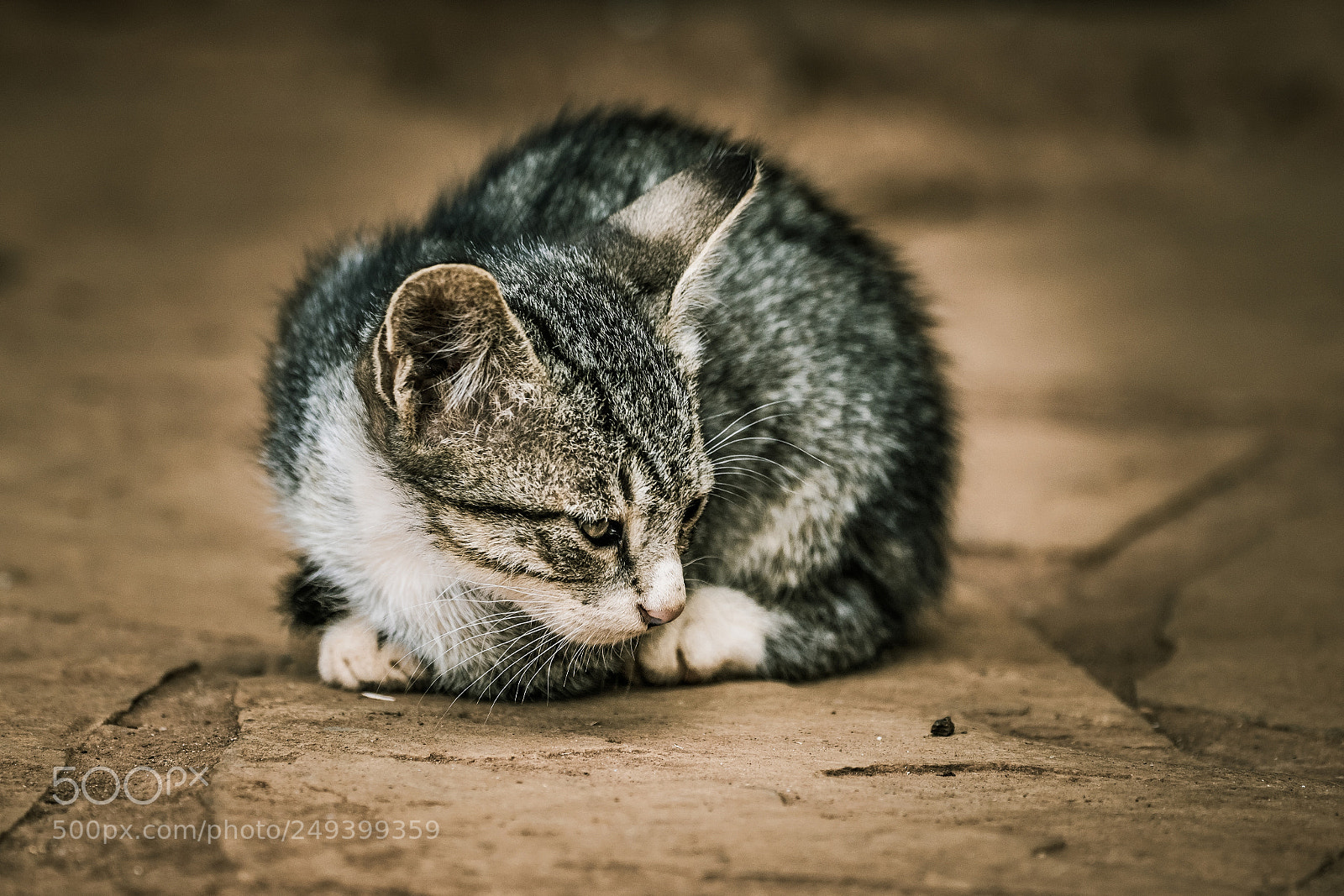 Canon EOS 7D Mark II sample photo. Fixation photography