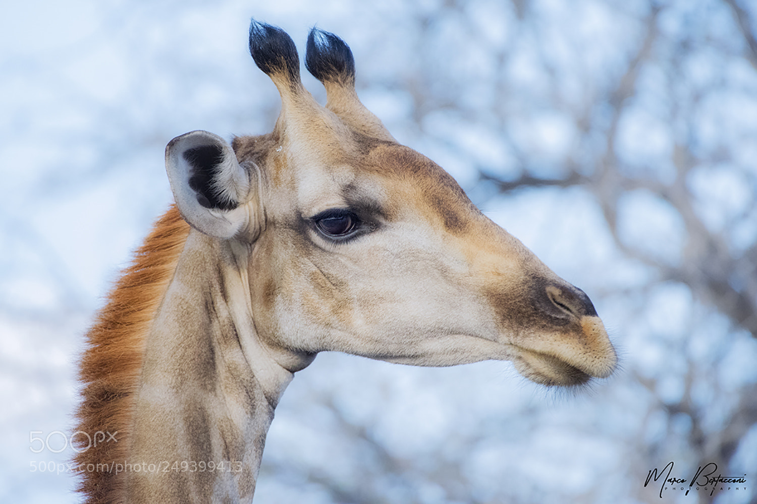 Nikon D810 sample photo. Giraffe's portrait photography