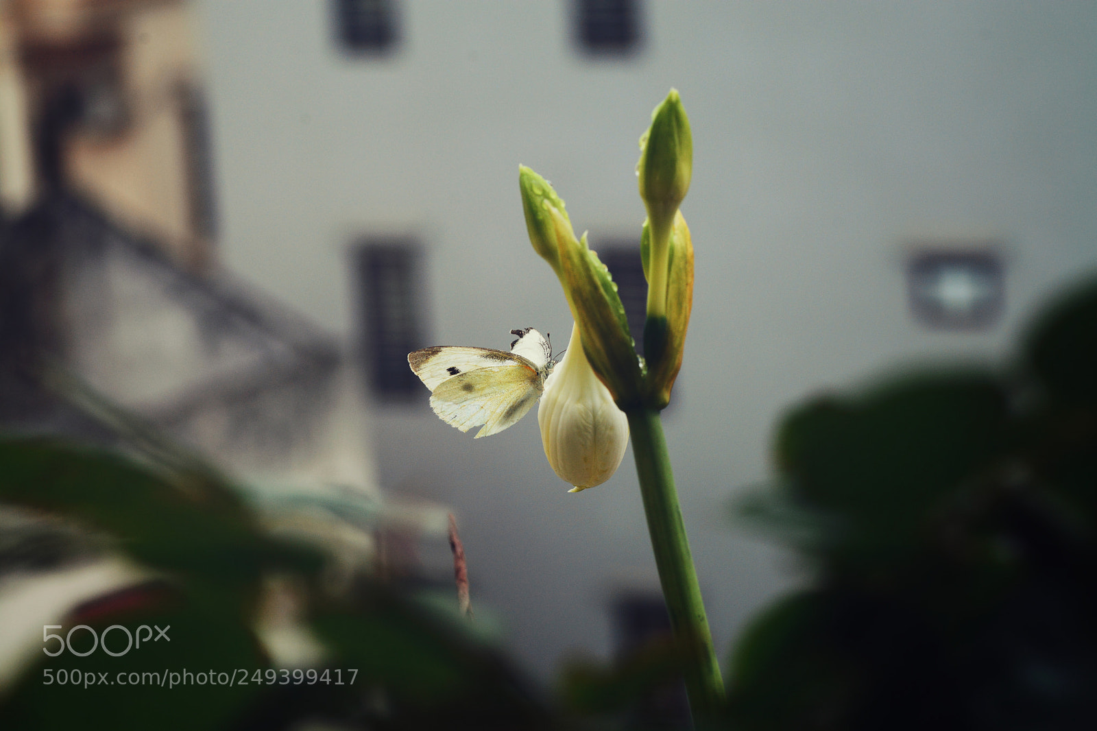Nikon D7100 sample photo. Untitled photography