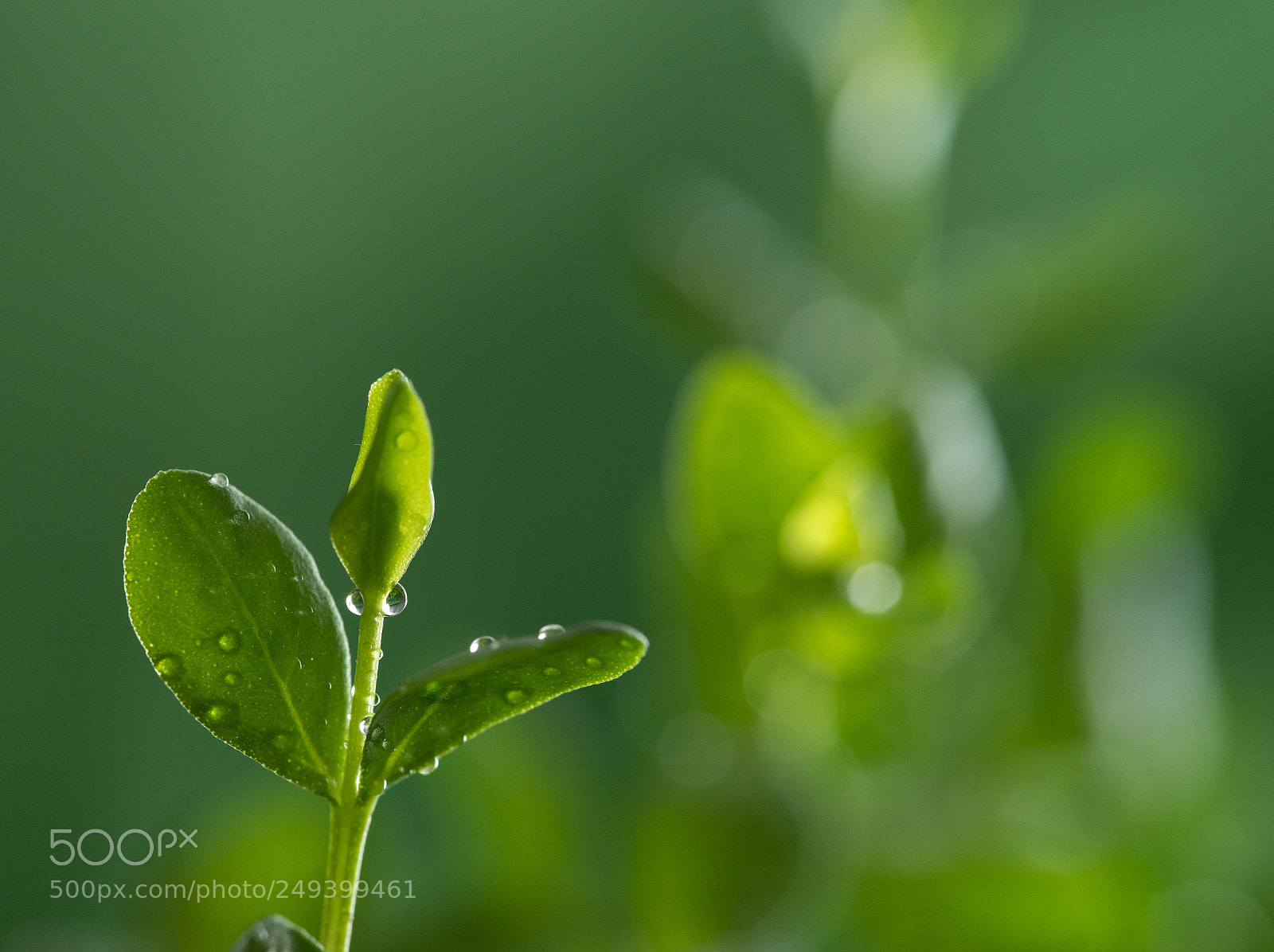 Sony a7 sample photo. Indoor macro photography