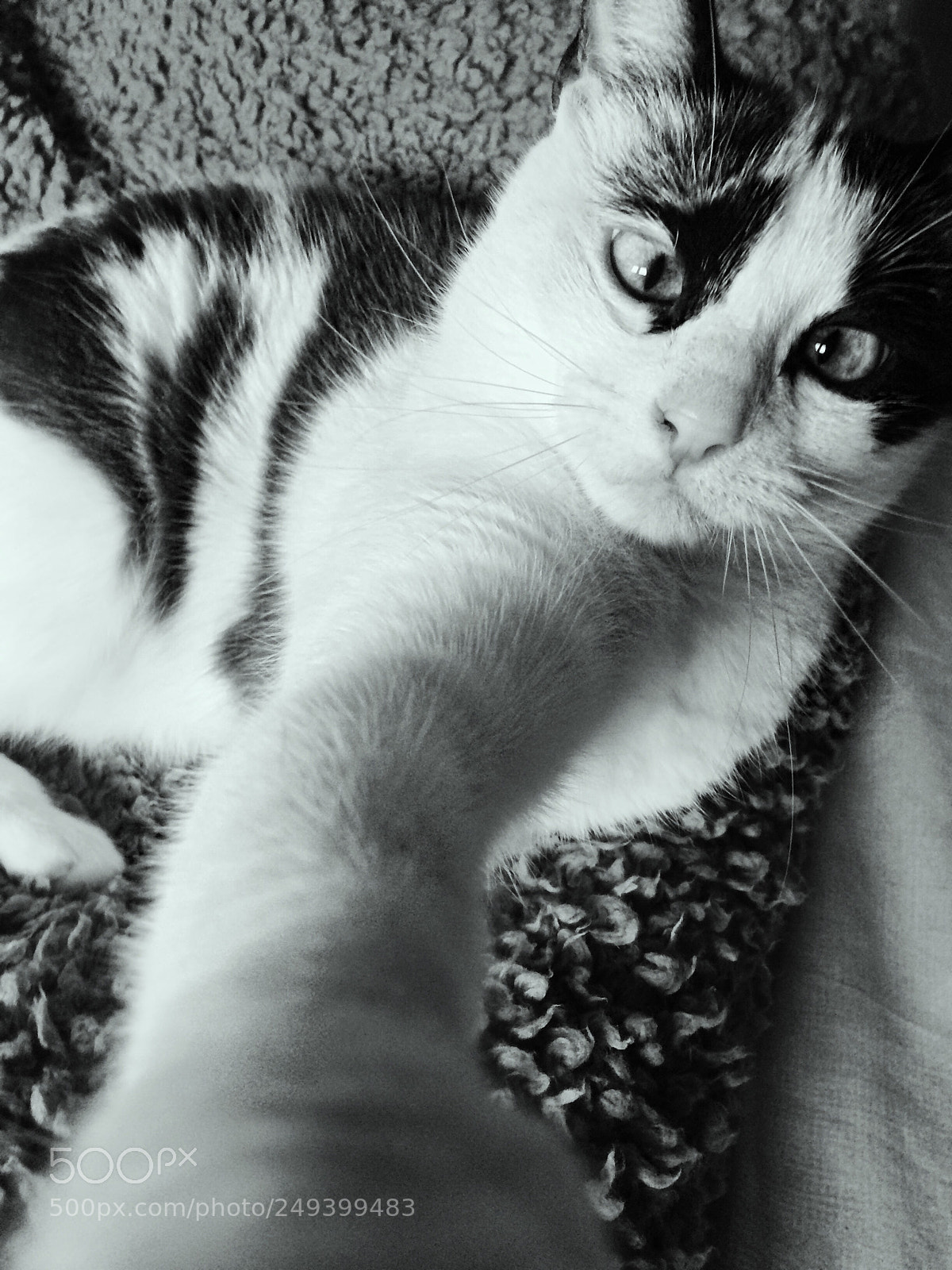 Apple iPhone 5s sample photo. •molly• photography