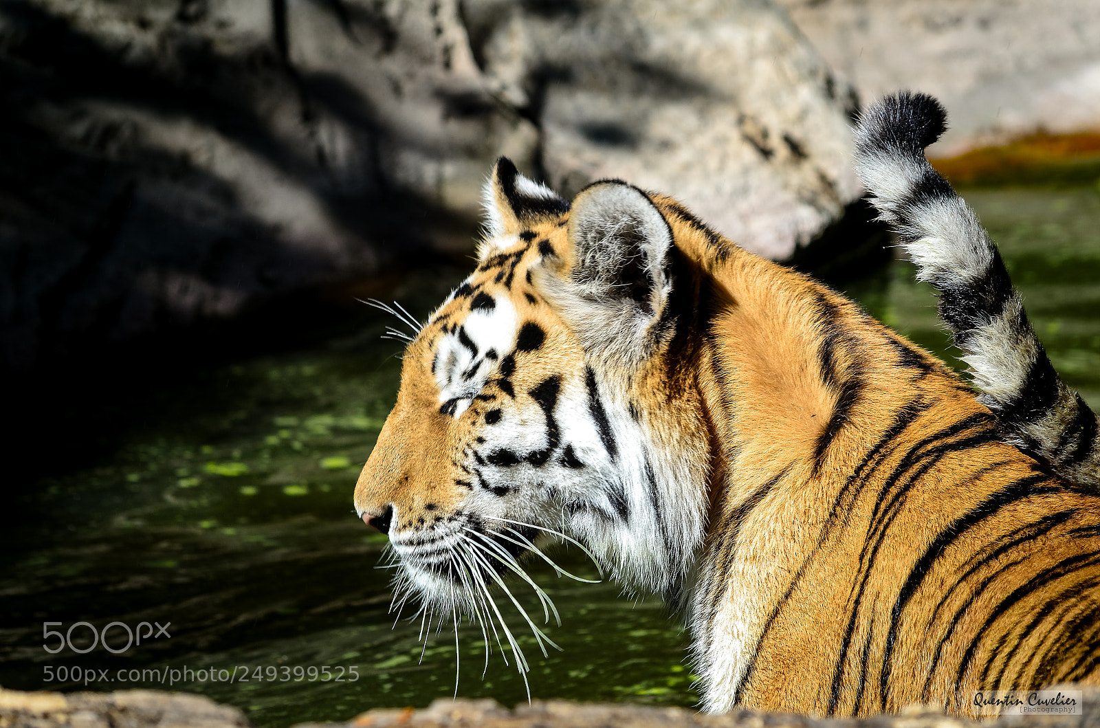Nikon D7000 sample photo. Tiger 4 photography