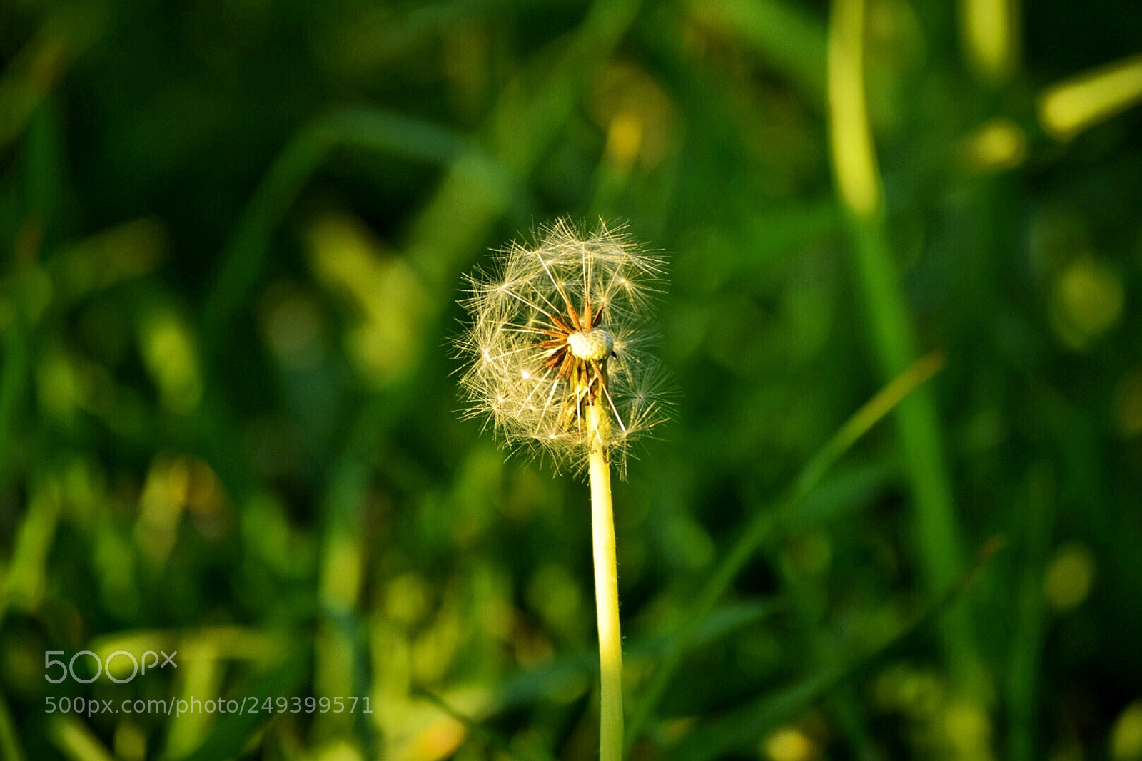 Nikon D5300 sample photo. A little dandelion in photography