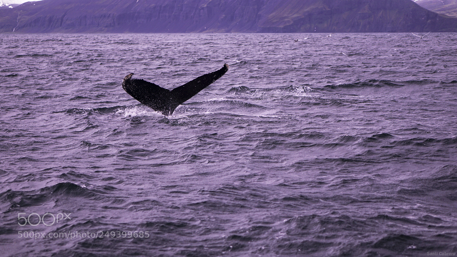 Sony a6000 sample photo. Whale watching from h photography