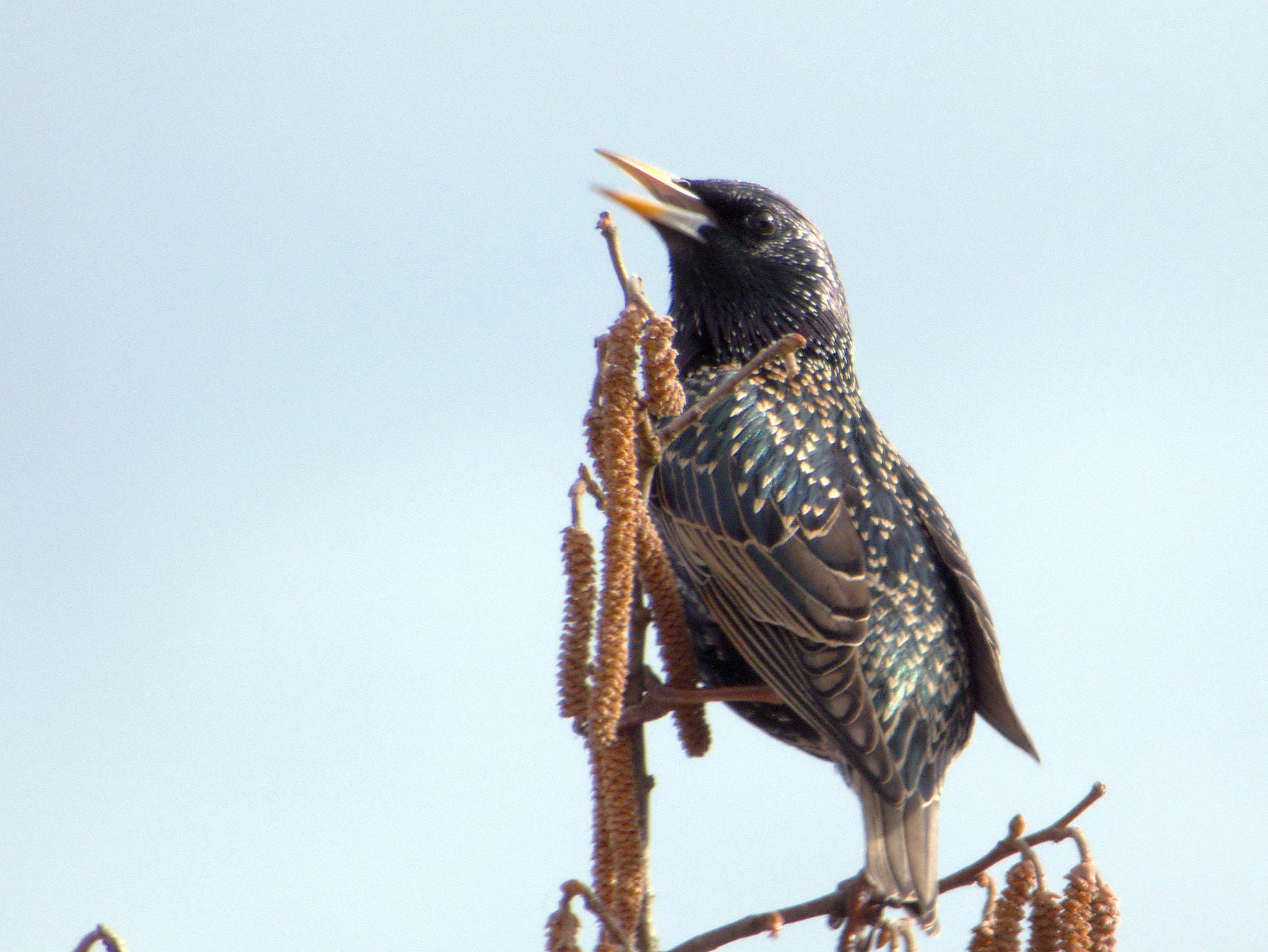 Panasonic DC-FZ83 sample photo. Singing starling photography
