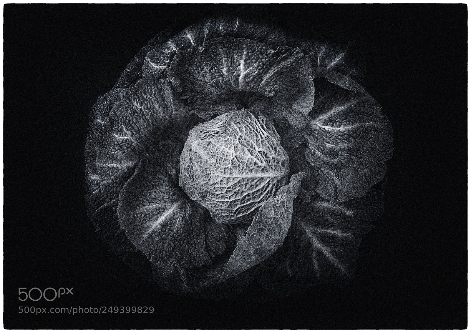 Sony a7R sample photo. Cavolfiore(bw) photography