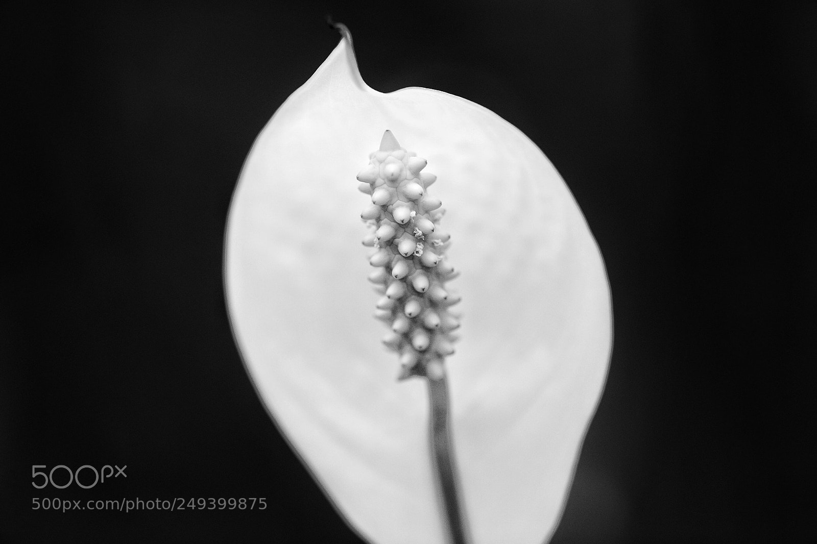 Canon EOS 5D Mark IV sample photo. Untitled photography