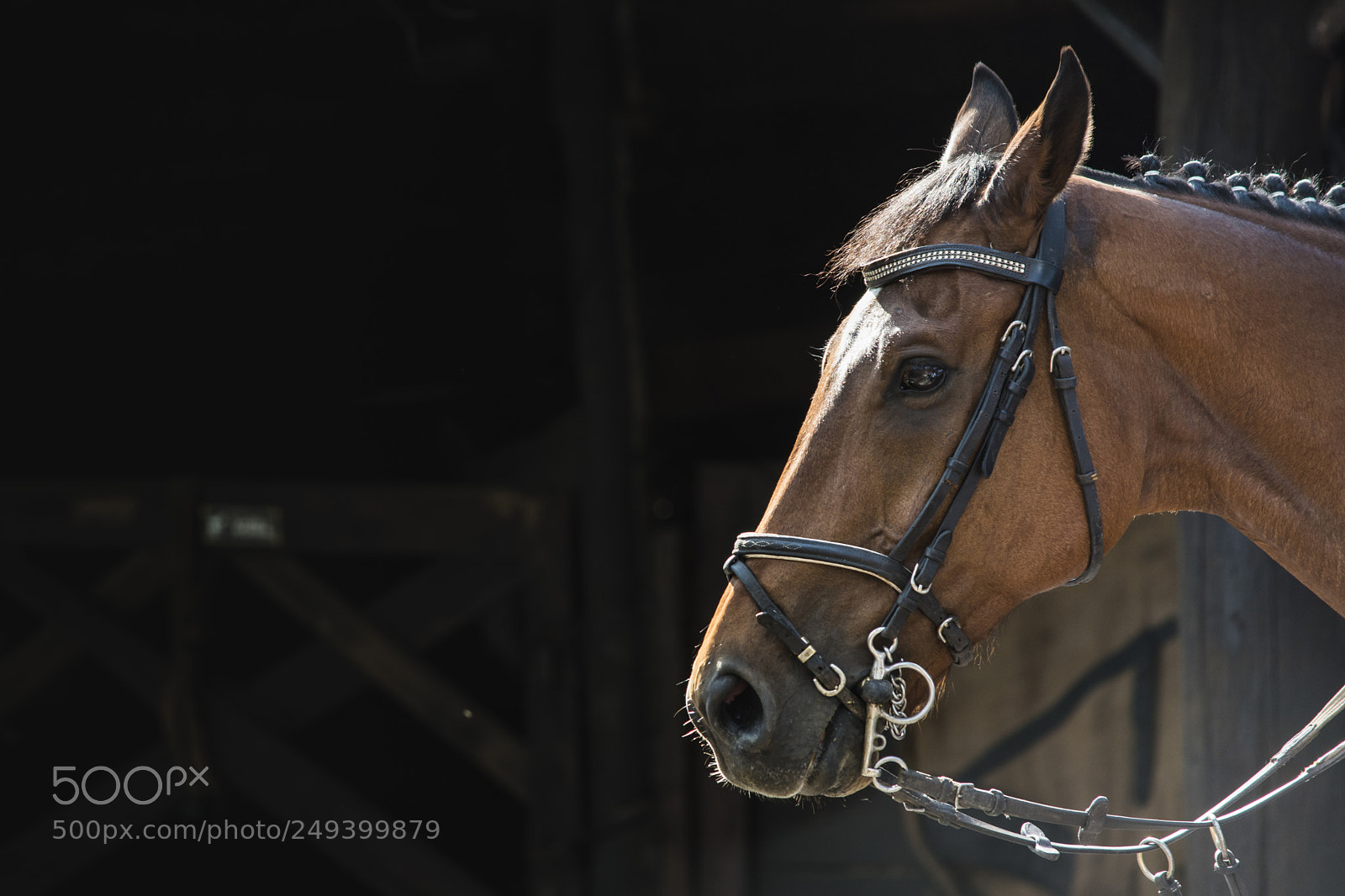 Nikon D5500 sample photo. Horse photography