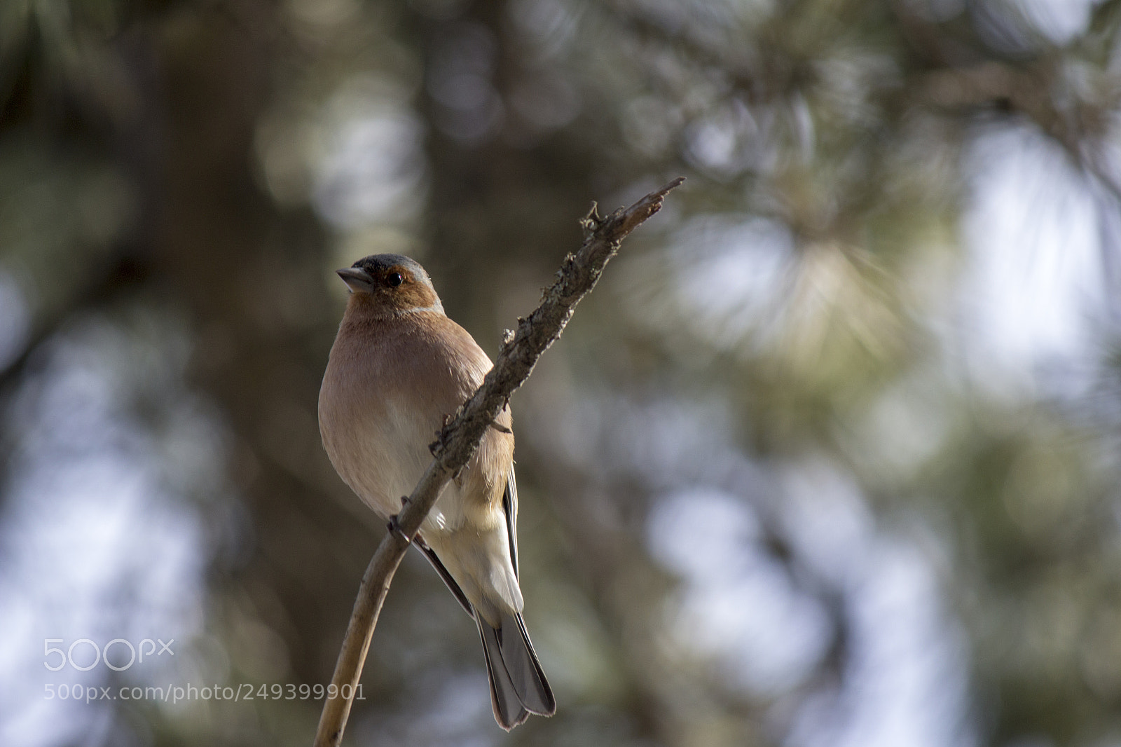 Canon EOS 650D (EOS Rebel T4i / EOS Kiss X6i) sample photo. Bird on the bough... photography