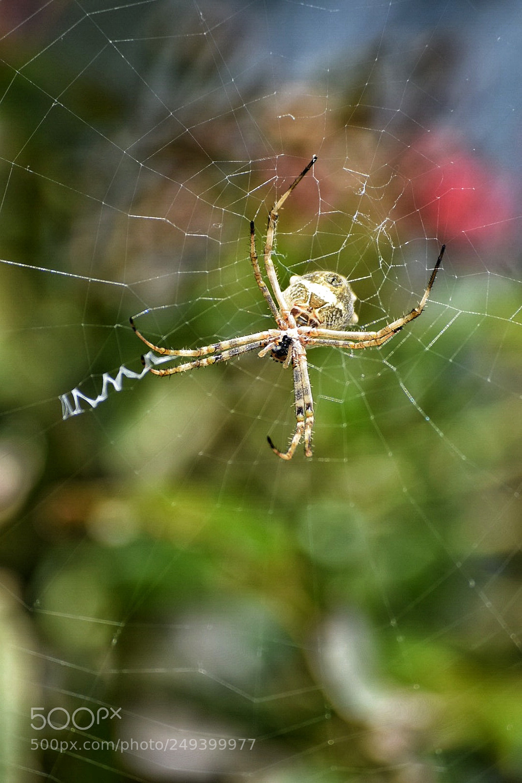 Nikon D5300 sample photo. A spider in his photography
