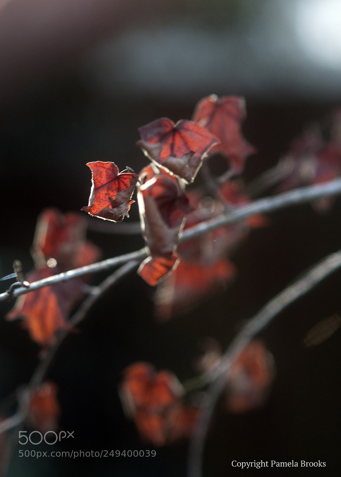 Nikon D90 sample photo. Winter's grip photography