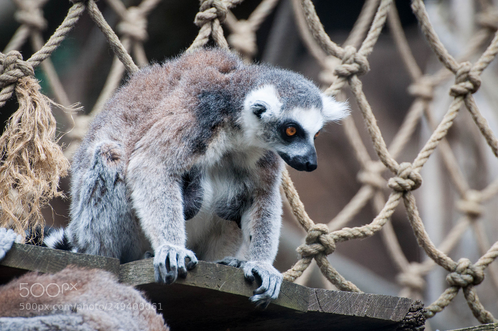 Nikon D90 sample photo. Skansen (1, june 2017) photography