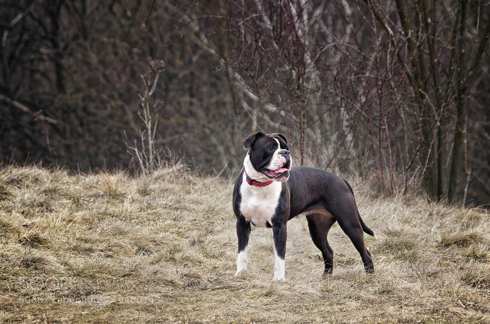 Pentax KP sample photo. Matilda photography