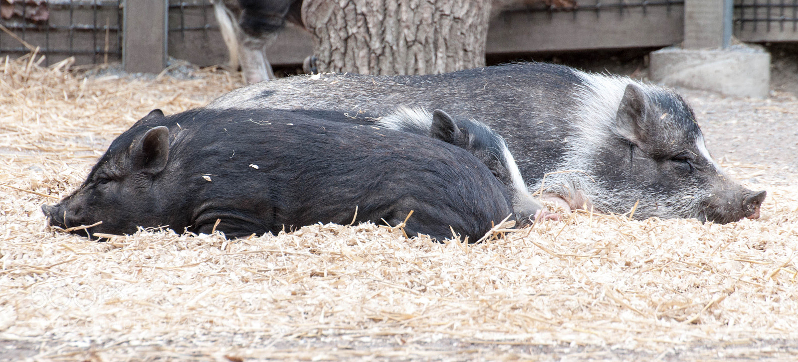 Nikon D90 sample photo. Skansen (5, june 2017) photography