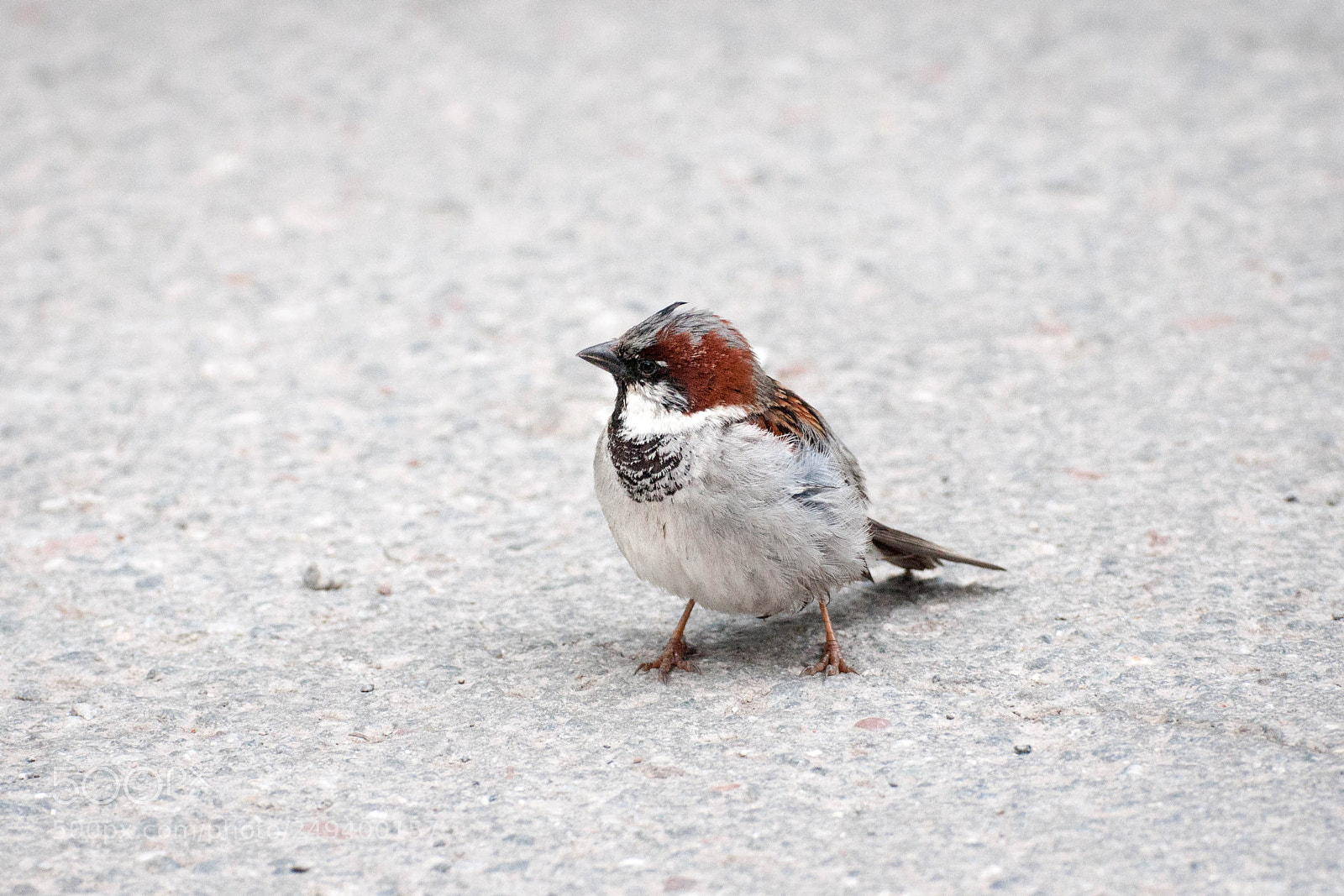 Nikon D90 sample photo. Skansen (2, june 2017) photography