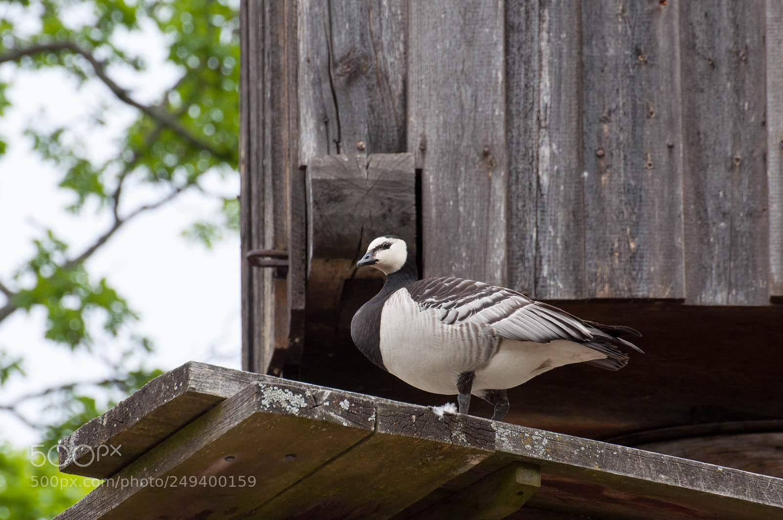 Nikon D90 sample photo. Skansen (4, june 2017) photography