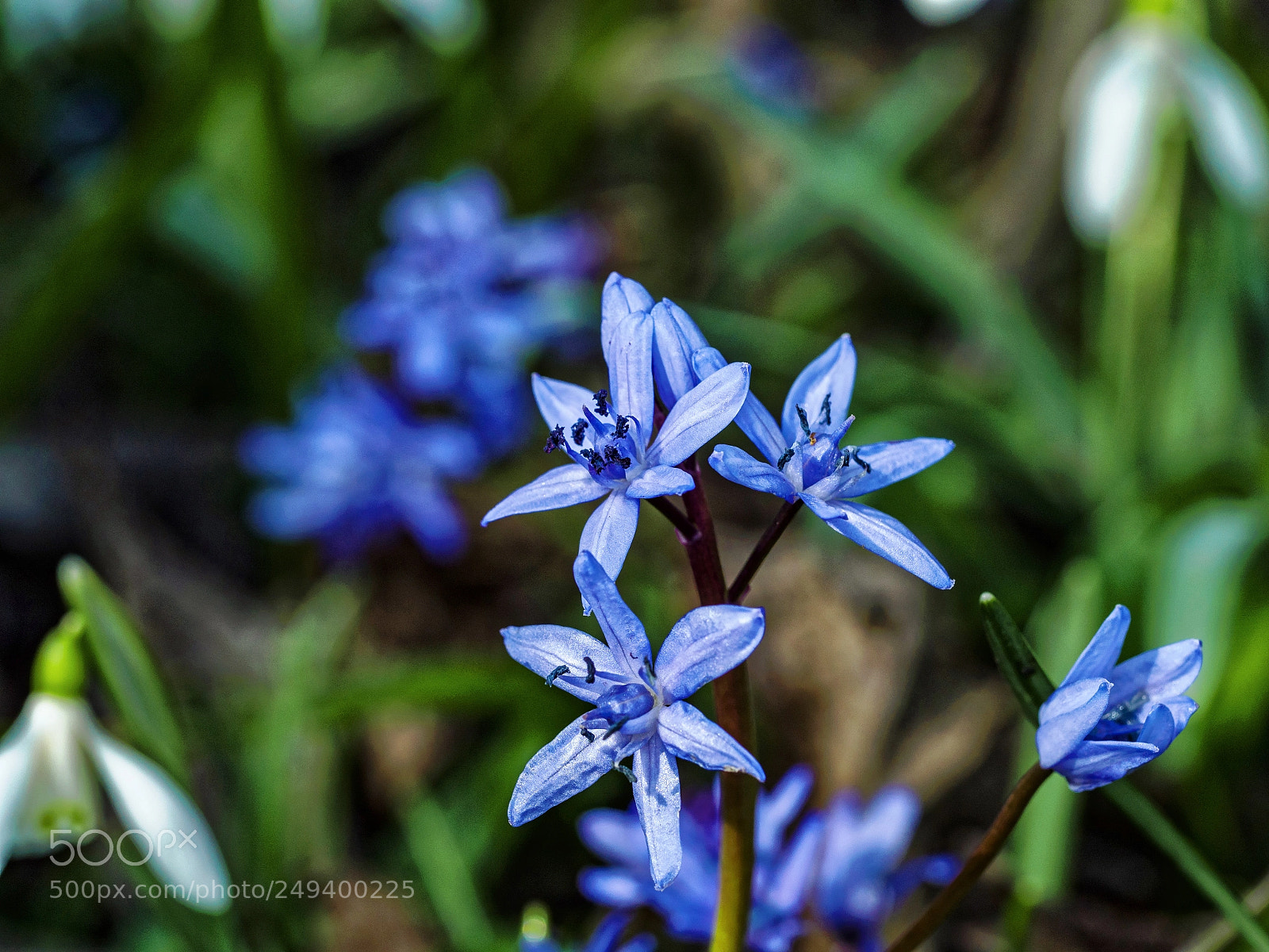 Olympus OM-D E-M10 II sample photo. Scilla photography
