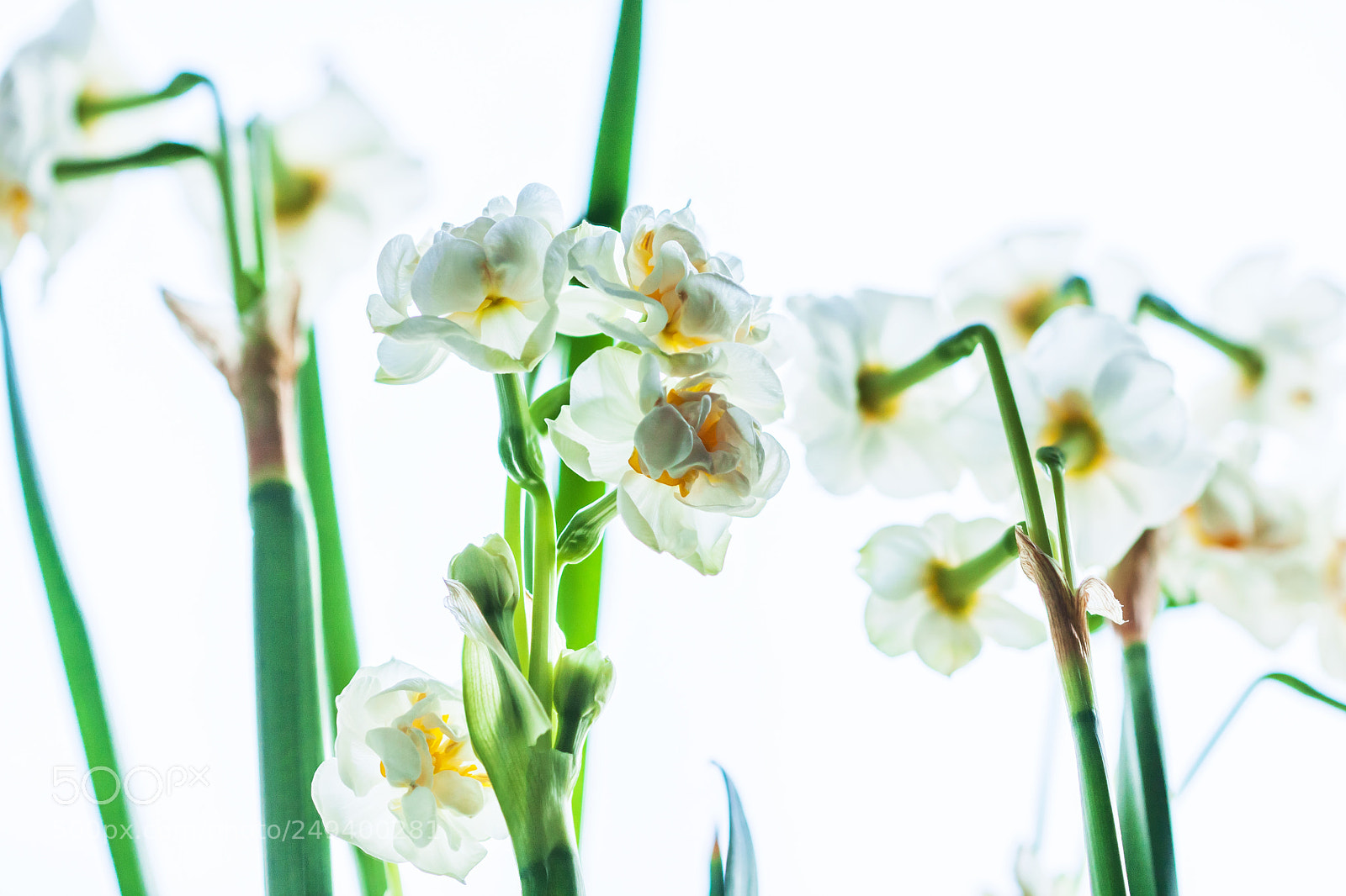 Canon EOS 450D (EOS Rebel XSi / EOS Kiss X2) sample photo. Narcissus i photography