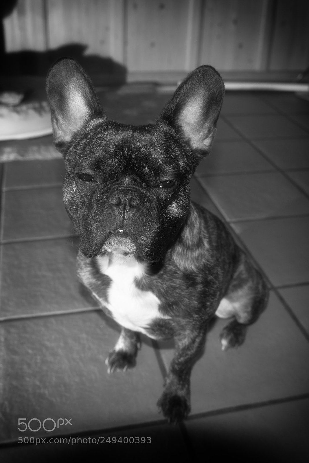 Nikon D610 sample photo. Bully photography