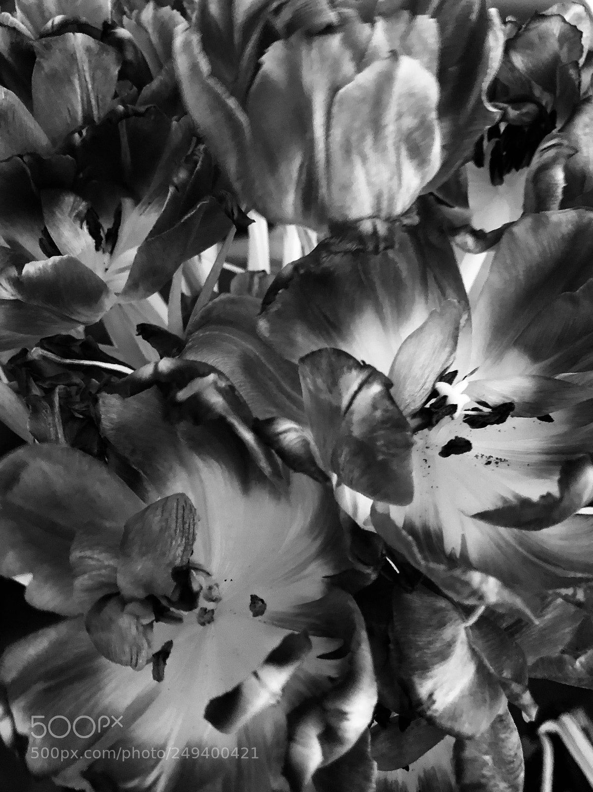 Apple iPhone 8 sample photo. Tulips photography