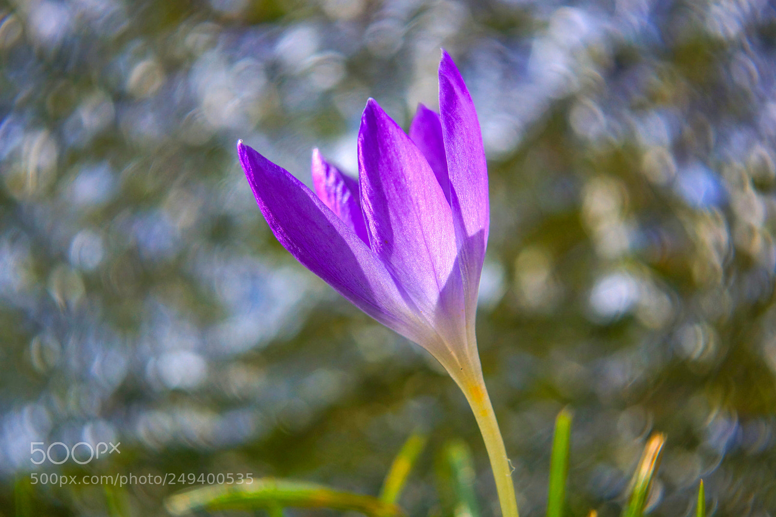 Sony Alpha NEX-7 sample photo. Krokus bokeh photography
