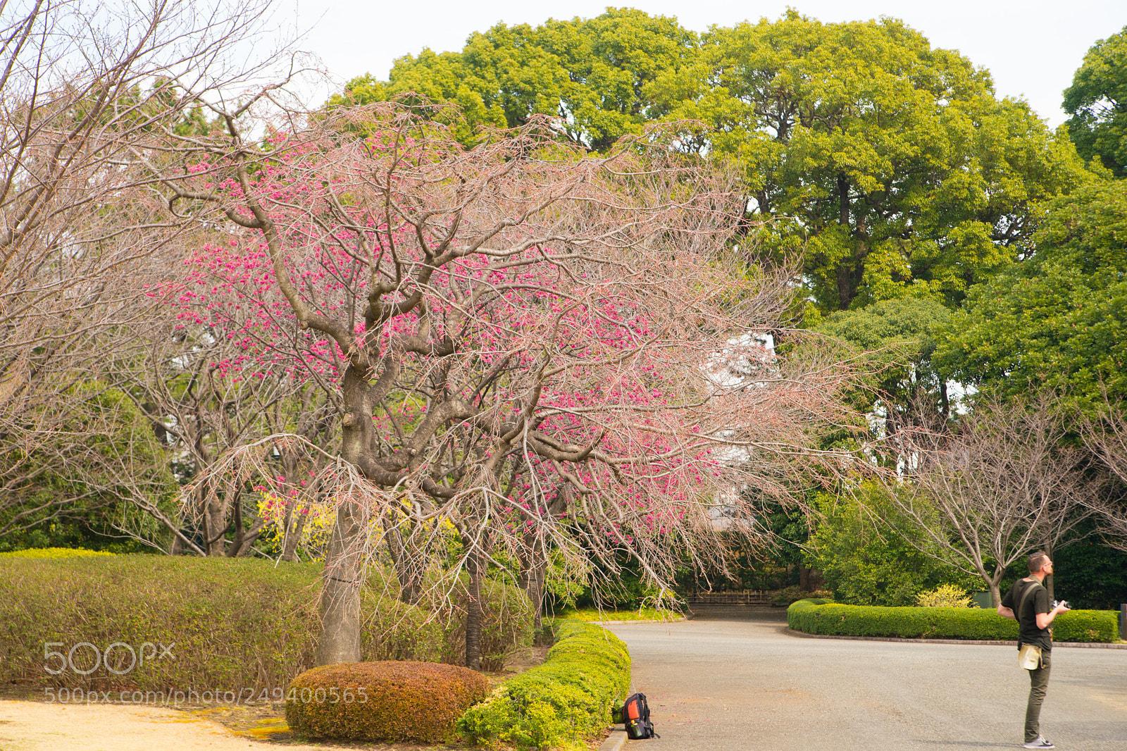 Sony SLT-A99V sample photo. Imperial palace plum photography