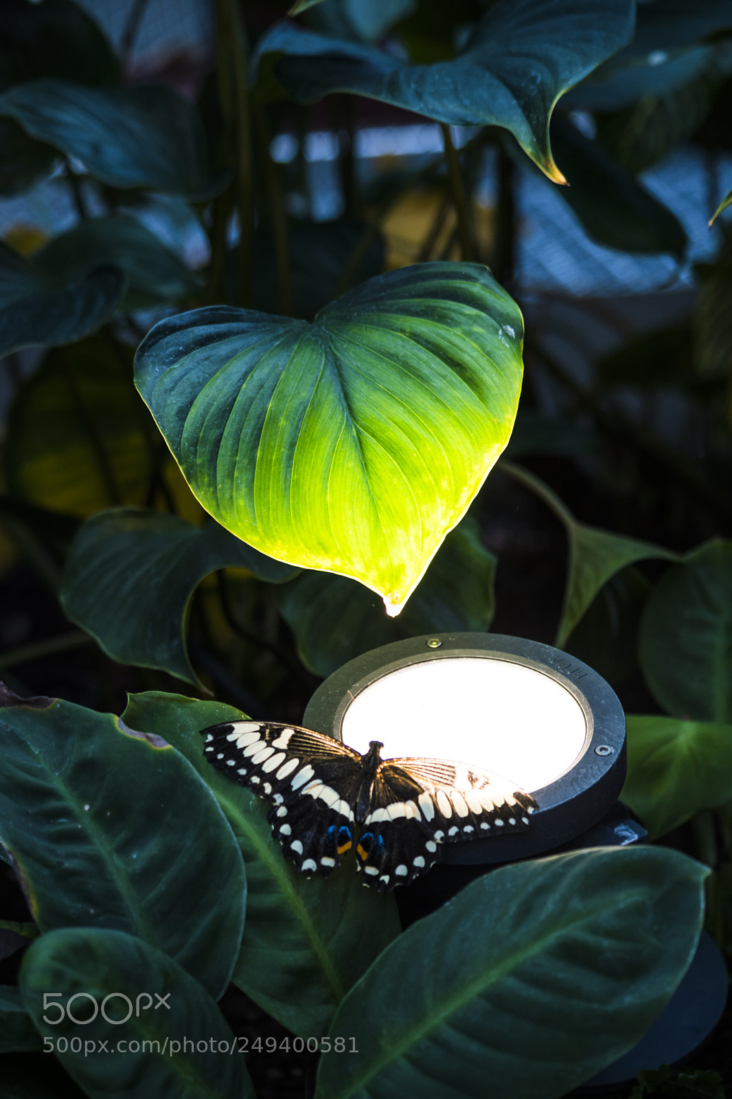 Nikon D5500 sample photo. Butterfly illuminated photography