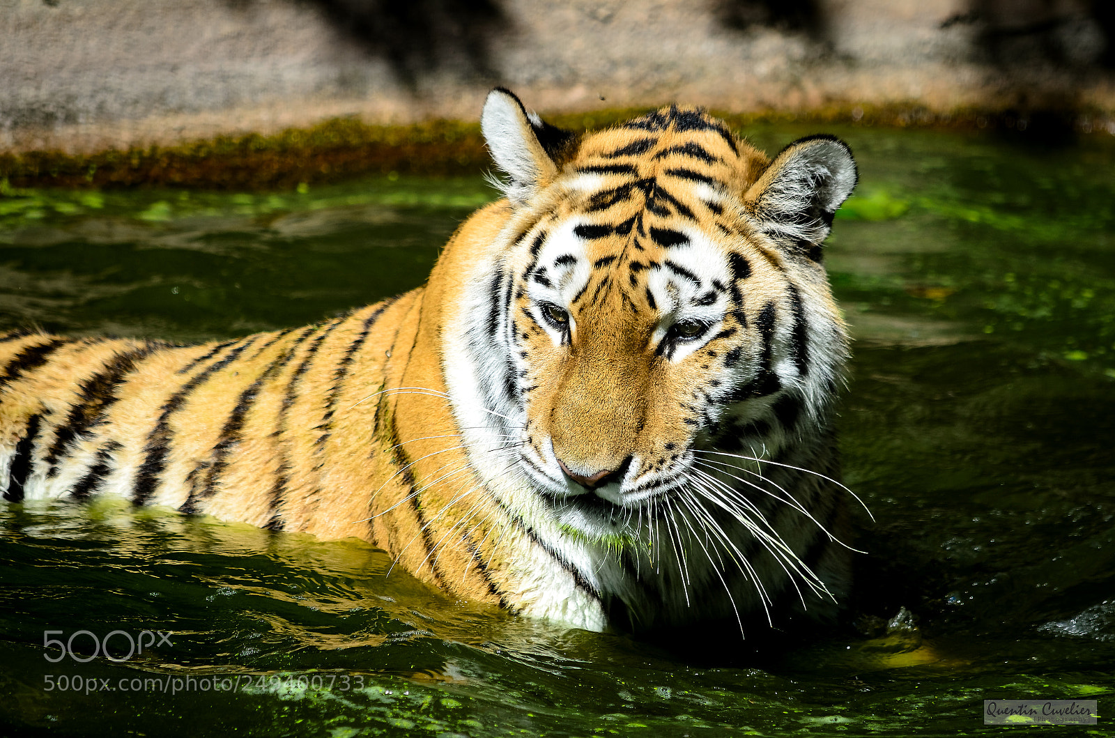 Nikon D7000 sample photo. Tiger 5 photography